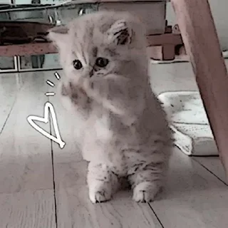 🌟 emoji котейки? Telegram sticker 5 of 31