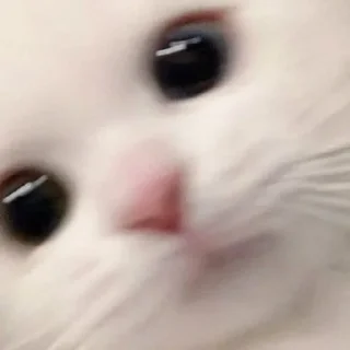 🌟 emoji котейки? Telegram sticker 13 of 31