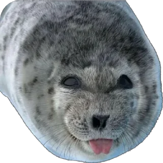 😛 emoji Silly seal Telegram sticker 14 of 33