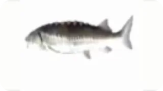 🐟 emoji Хз хуета какаета Telegram sticker 16 of 57