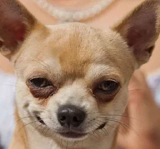 🤗 emoji дашулик и викулик Telegram sticker 17 of 115
