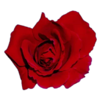🌹 emoji 🐞Токси баг🐞 Telegram sticker 8 of 23