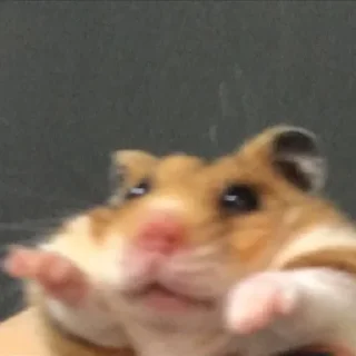 🤪 emoji мыши и животные Telegram sticker 16 of 43