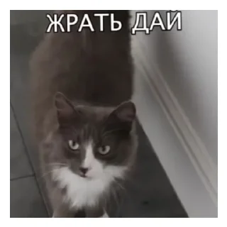 😡 emoji Медик фемели стикерс Telegram sticker 11 of 22