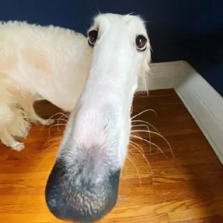 🥺 emoji Спешел фор ми пон Telegram sticker 23 of 32