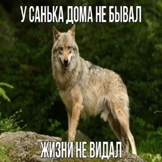 Sticker from Волчья мудрость ☝️☝️☝️ (матершинное)