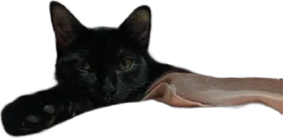 🌟 emoji Коты аристократы Telegram sticker 16 of 75