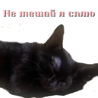 🥱 emoji Коты аристократы Telegram sticker 10 of 75