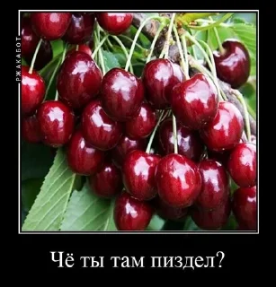 Sticker from Ахуеть я черешня
