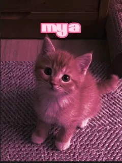 🥺 emoji милашка Telegram sticker 9 of 37