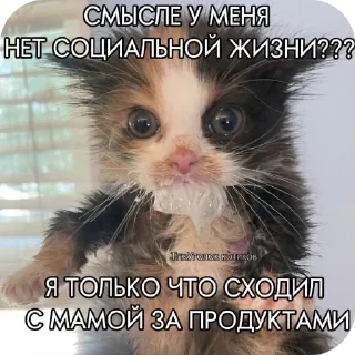 🤤 emoji Смешные картинки @korolpupsikov Telegram sticker 5 of 20