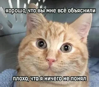 🤓 emoji Котыыыы Telegram sticker 6 of 44
