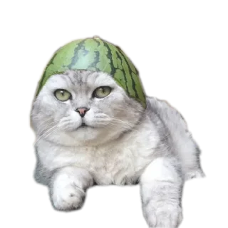 🐱 emoji Арбуз Telegram sticker 6 of 120