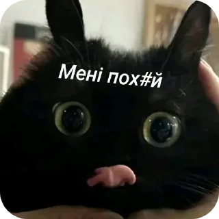 🐱 emoji Хуйня максіма Telegram sticker 10 of 94