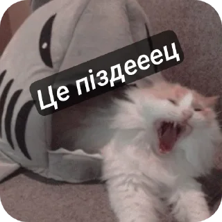 🐱 emoji Хуйня максіма Telegram sticker 16 of 94