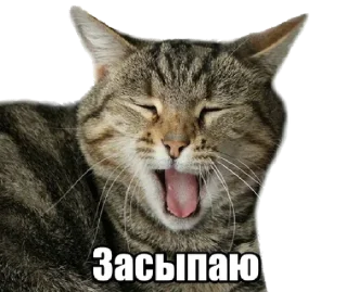 😺 emoji Forty cats @stickersb2b Telegram sticker 13 of 21