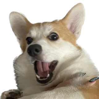 😨 emoji Сара Telegram sticker 24 of 105