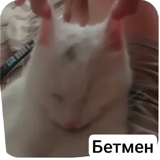 🐱 emoji STRA1KER MILKA https://t.me/STRA1KER_LOL Telegram sticker 6 of 43