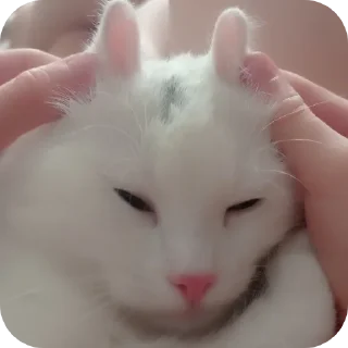 🐱 emoji STRA1KER MILKA https://t.me/STRA1KER_LOL Telegram sticker 8 of 43