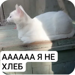 🐱 emoji STRA1KER MILKA https://t.me/STRA1KER_LOL Telegram sticker 18 of 43