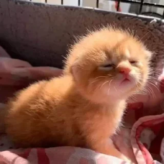 😴 emoji я и роберт Telegram sticker 6 of 11