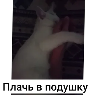 🐱 emoji STRA1KER MILKA https://t.me/STRA1KER_LOL Telegram sticker 12 of 43