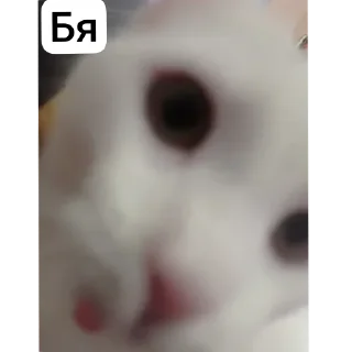 🐱 emoji STRA1KER MILKA https://t.me/STRA1KER_LOL Telegram sticker 24 of 43
