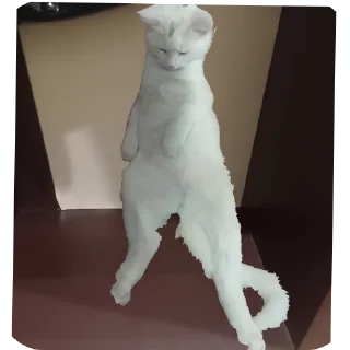 🐱 emoji STRA1KER MILKA https://t.me/STRA1KER_LOL Telegram sticker 19 of 43