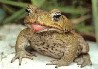 😛 emoji Жабычи и ляги Telegram sticker 8 of 120