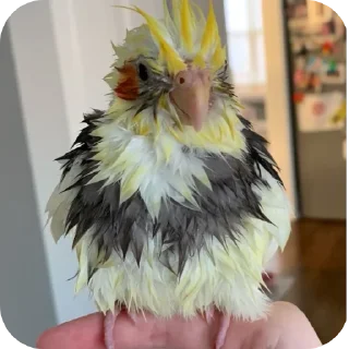 🦜 emoji ПАПУЖКИ @STICKERSMYANKA Telegram sticker 24 of 35