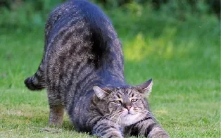 🤨 emoji Катя кот Telegram sticker 10 of 14