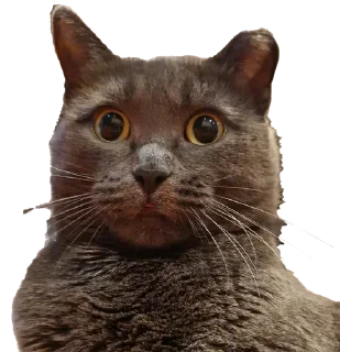 😳 emoji Белочка Telegram sticker 6 of 26