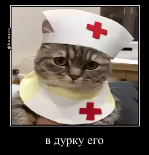 🌟 emoji Коты Telegram sticker 7 of 15