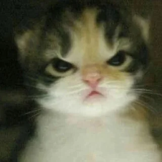 😾 emoji Кисики Telegram sticker 20 of 44