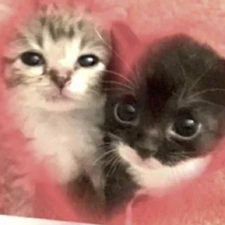 💞 emoji Кисики Telegram sticker 9 of 44