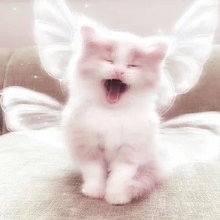 🦋 emoji Котики Telegram sticker 16 of 63