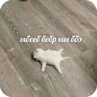 👏 emoji Котеке Telegram sticker 18 of 40