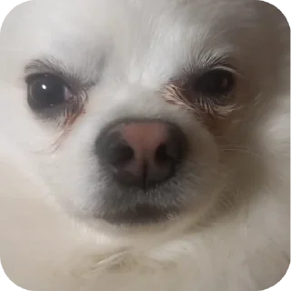 🐶 emoji Набор Telegram sticker 21 of 92
