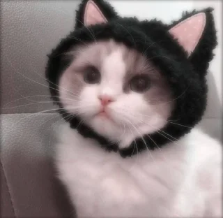 🐈 emoji Котики Telegram sticker 20 of 63