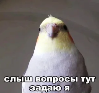 😒 emoji Попуги Telegram sticker 13 of 60