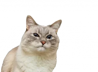 😐 emoji SAVAGE CATTOS Telegram sticker 9 of 90