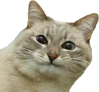 🙂 emoji SAVAGE CATTOS Telegram sticker 6 of 90