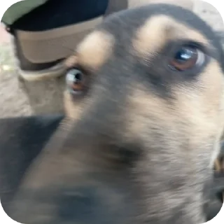 🐶 emoji Долой гопоту Telegram sticker 5 of 97