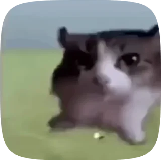 🌟 emoji Котики by @AgmaGedDon Telegram sticker 7 of 108