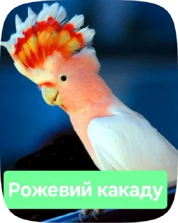 Sticker from Папуги