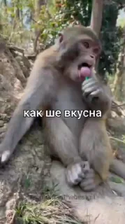 🌟 emoji Манки от Vlaixxm Telegram sticker 14 of 120