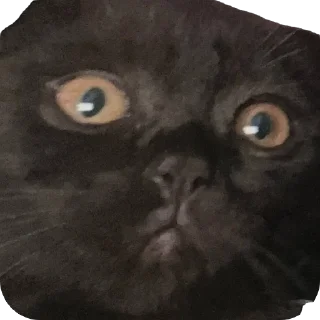 🫥 emoji Нюшка Telegram sticker 17 of 22