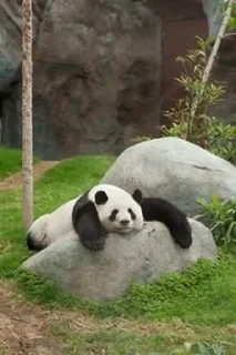 😴 emoji panda :: @Mubinaspandas Telegram sticker 6 of 18
