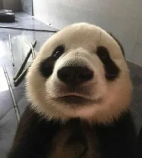 🧐 emoji panda :: @Mubinaspandas Telegram sticker 18 of 18