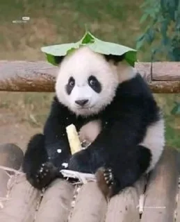 😋 emoji panda :: @Mubinaspandas Telegram sticker 5 of 18